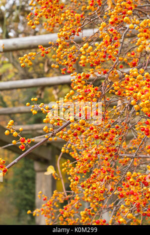 Amerikanische bittersweet (celastrus scandens) Stockfoto