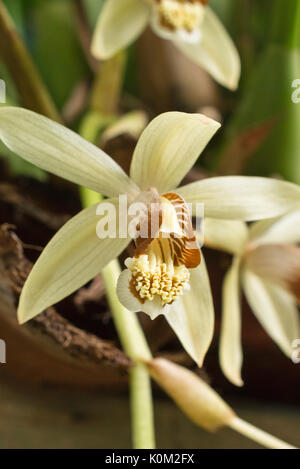 Halskette orchid (coelogyne tomentosa) Stockfoto