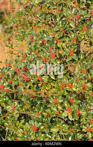 Gemeinsame Stechpalme (Ilex Aquifolium) Stockfoto