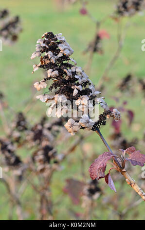 Eiche-leaved Hortensie (Hydrangea quercifolia) Stockfoto