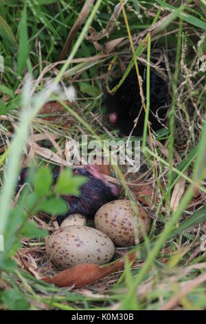 Pukeko (Porphyrio melanotus) Stockfoto