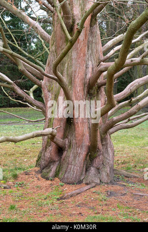 Dawn Redwood (metasequoia glyptostroboides) Stockfoto