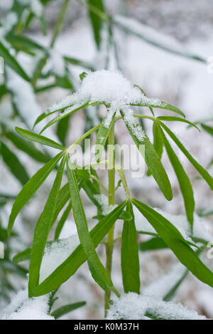 Mexikanische Orange Blossom (choisya ternata 'Aztec Pearl') Stockfoto