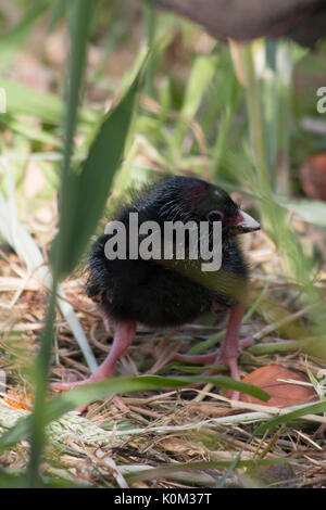 Pukeko (Porphyrio melanotus) Stockfoto