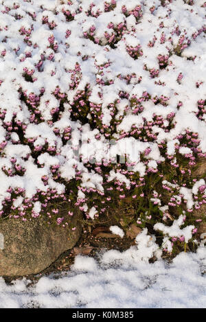 Winter Heidekraut (Erica oleracea 'Winter Beauty' syn. Erica herbacea 'Winter Beauty') Stockfoto