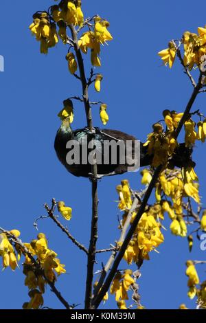 Tui (Prosthemadera novaeseelandiae) Stockfoto