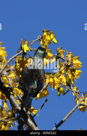 Tui (Prosthemadera novaeseelandiae) Stockfoto