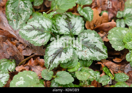 Gelbe Erzengel (Lamium galeobdolon Syn. lamiastrum galeobdolon) Stockfoto