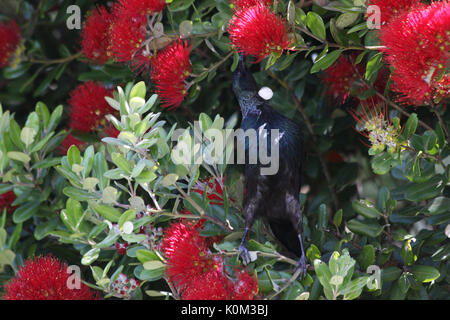 Tui (Prosthemadera novaeseelandiae) Stockfoto