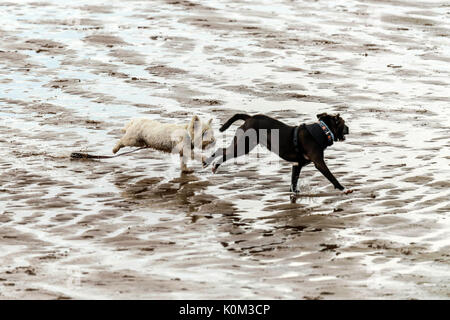 Wer die Hunde aus! Hunde am Strand trainieren, spielen, laufen, springen und Scherzen auf Tag Der schöne Sommer auf einer von Devon's feinsten Strand. Stockfoto