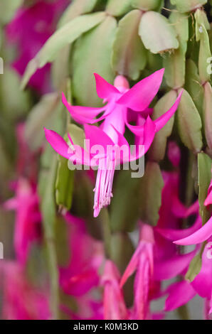 Weihnachtskaktus (schlumbergera le Vesuv) Stockfoto