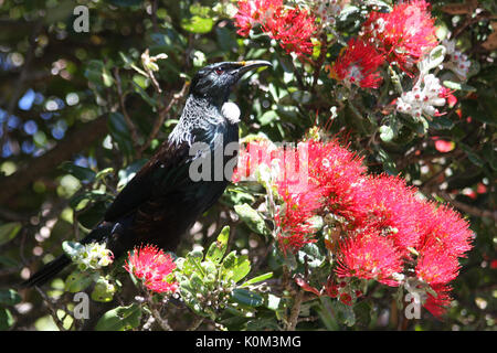 Tui (Prosthemadera novaeseelandiae) Stockfoto