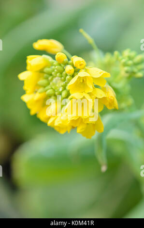 Chinakohl (Brassica Rapa Subspecies Pekinensis) Stockfoto