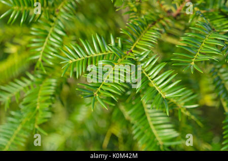 Japanische Muskatnuss - Eibe (torreya Nucifera) Stockfoto