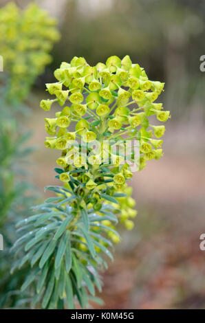 Großen mediterranen Wolfsmilch (Euphorbia Characias) Stockfoto