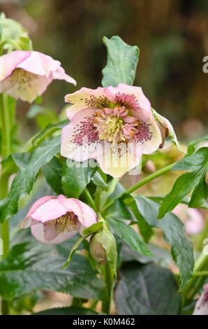 Fastenzeit Rose (Helleborus orientalis) Stockfoto