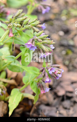 Haarige lungenkraut (pulmonaria Mollis) Stockfoto