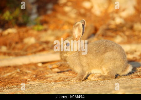 Kaninchen in der Natur Stockfoto