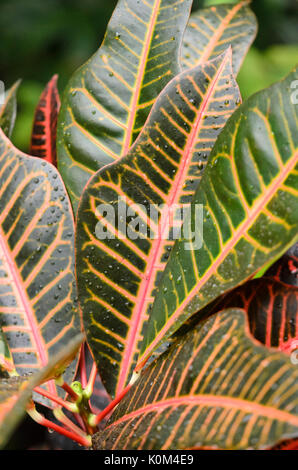 Croton (Codiaeum variegatum Syn. croton variegatus) Stockfoto