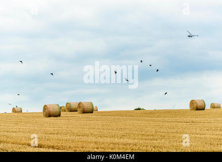 Große Strohballen auf einem Feld in der linken Nach dem Weizen geerntet wurde. Stockfoto