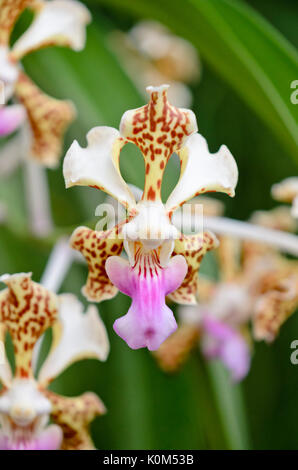 Vanda tricolor Stockfoto