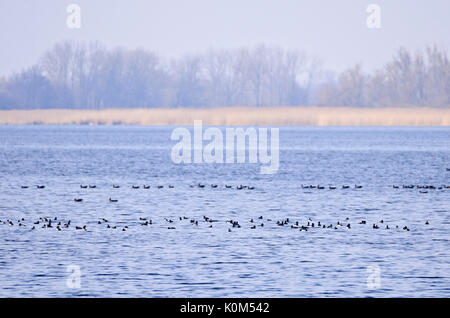 Getuftete Enten (Aythya fuligula), siehe Naturschutzgebiet gülper, Deutschland Stockfoto