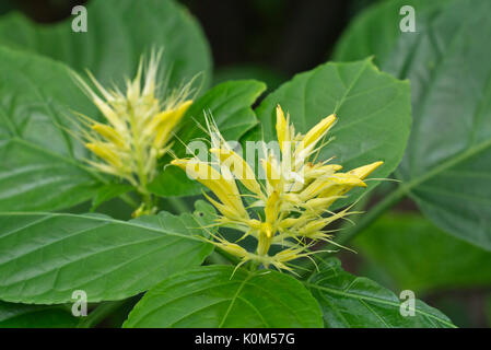 Golden Plume (schaueria flavicoma) Stockfoto