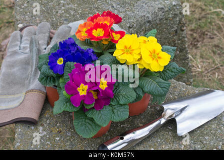 Comon Primeln (primula vulgaris, Syn. Primula acaulis) mit Arbeitshandschuhen und Schaufel Stockfoto