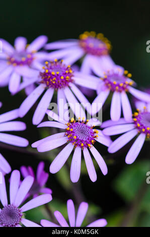 Die Webb zinerarie (pericallis webbii) Stockfoto