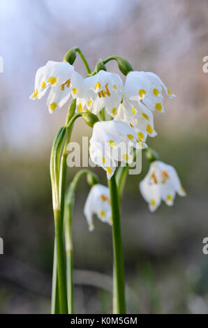 Märzenbecher (Leucojum vernum) Stockfoto