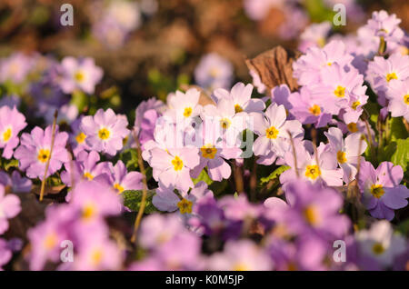 Comon Primel (Primula vulgaris Subsp sibthorpii) Stockfoto