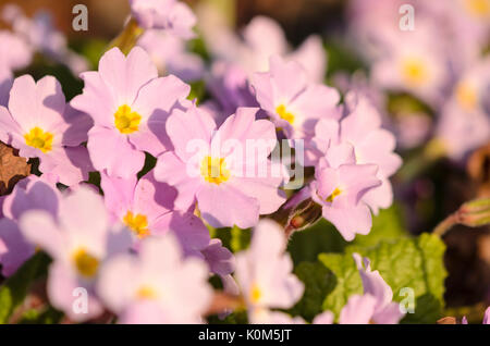 Comon Primel (Primula vulgaris Subsp sibthorpii) Stockfoto