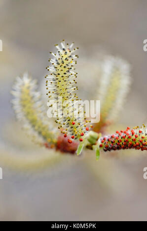 Violett Weide (Salix purpurea) Stockfoto