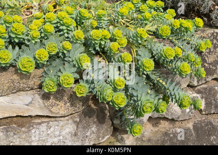 Blau - Wolfsmilch (Euphorbia myrsinites) Stockfoto