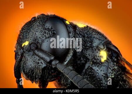 Detail der Leiter der Wasp Trypoxylon Arten auf orangefarbenem Hintergrund Micro oder Extreme Makroaufnahmen Stockfoto