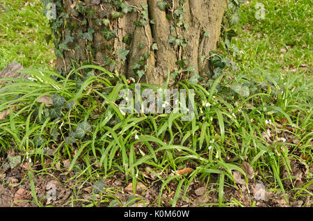 Paar blühenden Lauch (Allium paradoxum) Stockfoto