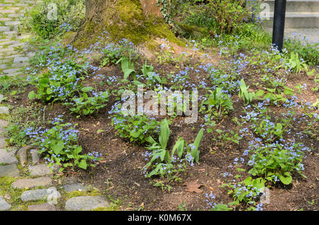 Sibirische bugloss (brunnera macrophylla Syn. myosotis macrophylla) Stockfoto
