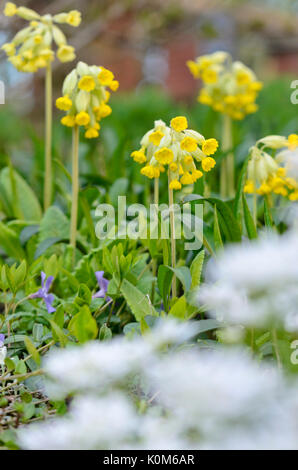 Schlüsselblume (Primula Veris) Stockfoto