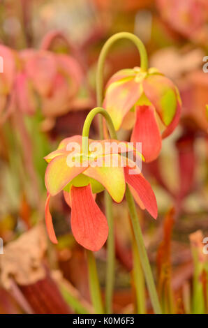 Trompete Krug (sarracenia) Stockfoto