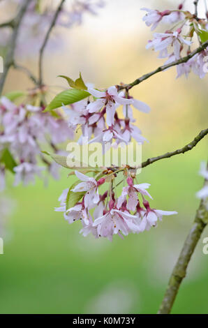 Herbst Kirsche (Prunus subhirtella 'Pendula integrifolia') Stockfoto