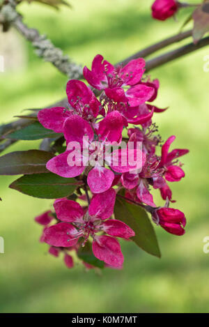 Wilde Holzapfel (Malus sylvestris var. niedzwetzkyana) Stockfoto