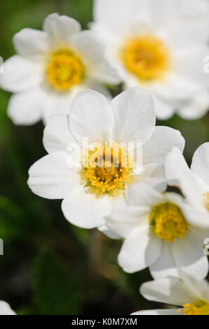 Berg avens (dryas octopetala) Stockfoto