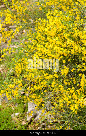 Provence Ginster (cytisus purgans) Stockfoto