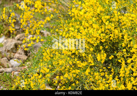 Provence Ginster (cytisus purgans) Stockfoto