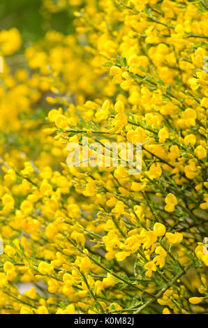 Provence Ginster (cytisus purgans) Stockfoto