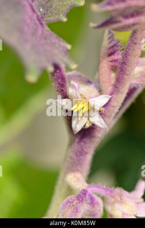 Lulo (Solanum quitoense) Stockfoto