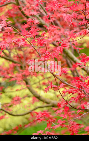 Japanischer Ahorn (Acer palmatum 'deshojo') Stockfoto