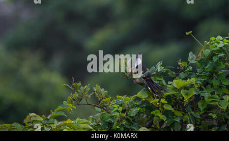 Ein jakobiner Kuckuck thront auf einem Baum Stockfoto