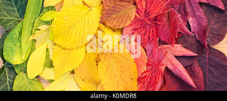 Rainbow bunte Herbstliche Blätter, Panorama Stockfoto