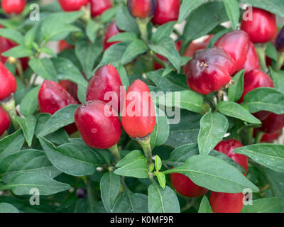 Scotch Bonnet auch als bonney Pfeffer oder Caribbean red peppers bekannt Stockfoto